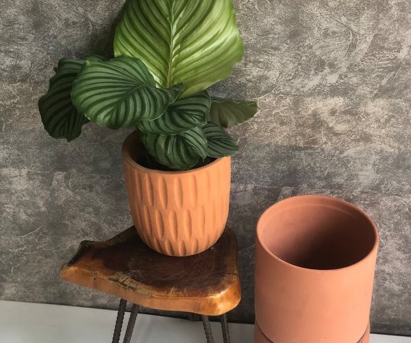 A calm and minimalist room with a plant and natural light.